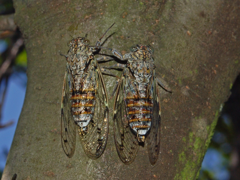 Bel cicalone, Cicada orni